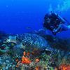 erkoerner